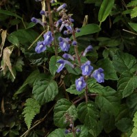 Scutellaria violacea var. violacea Heyne ex Benth.